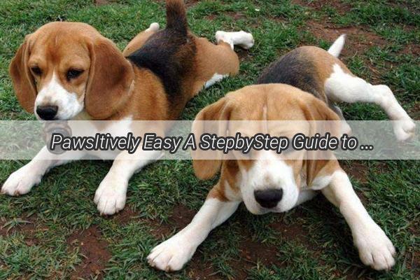 PawsItively Easy A StepbyStep Guide to Bathing Your Dog at Home